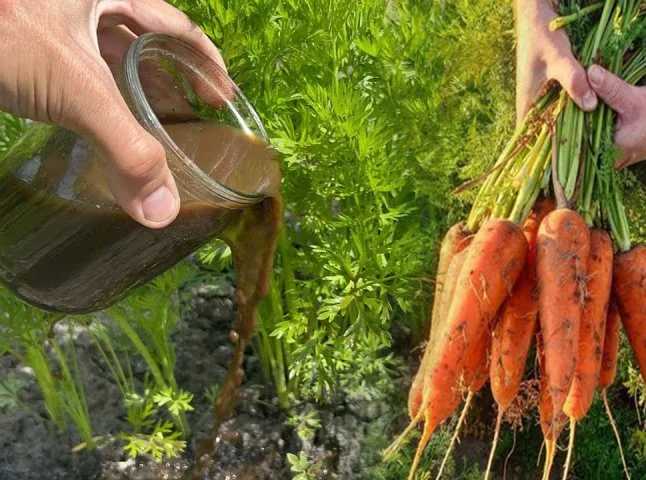 Як підживити моркву без хімії для великого врожаю