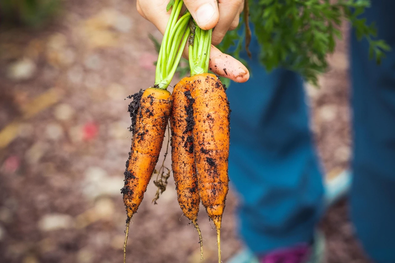 Коли копати моркву: сигнали рослини, кліматичні нюанси та стратегія для ідеального врожаю
