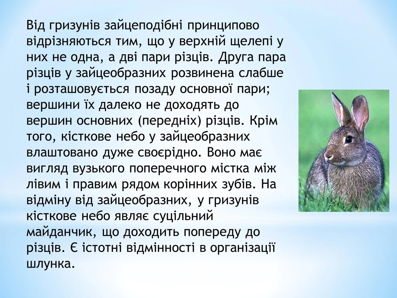 Цікаві факти про зайця: швидкість, міфи та секрети виживання
